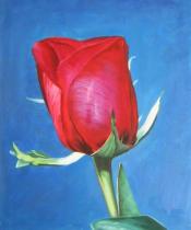 Květiny - Rudá růže, obrazy ručně malované