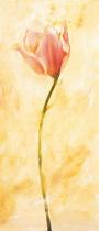 obrazy, reprodukce, Růžový tulipán
