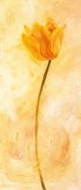 obrazy, reprodukce, Žlutý tulipán