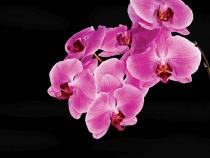 obrazy, reprodukce, Purple orchids