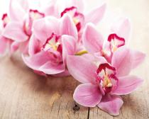 obrazy, reprodukce, Orchidej 12