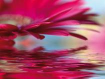 obrazy, reprodukce, Růžový květ gerbery 1