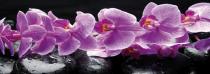 obrazy, reprodukce, Fialové orchideje
