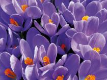 obrazy, reprodukce, Purple crocus