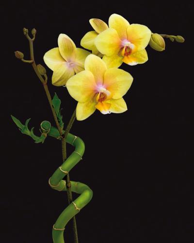 obraz Blooming yellow orchid and bamboo