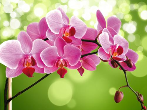 obraz Růžová orchidej 1
