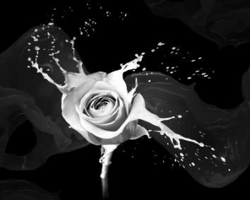 obraz Černobílá růže