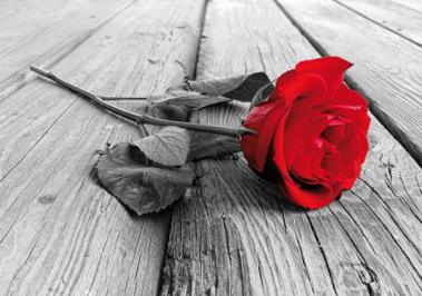 obraz Červená růže
