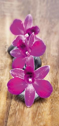 obraz Fialové orchideje
