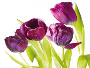 obraz Fialové tulipány