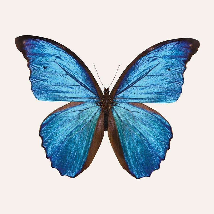 obraz Modrý motýl