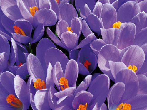 obraz Purple crocus