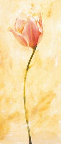 obraz Růžový tulipán